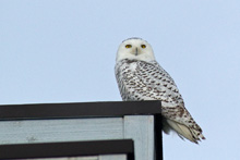 Snowy Owl